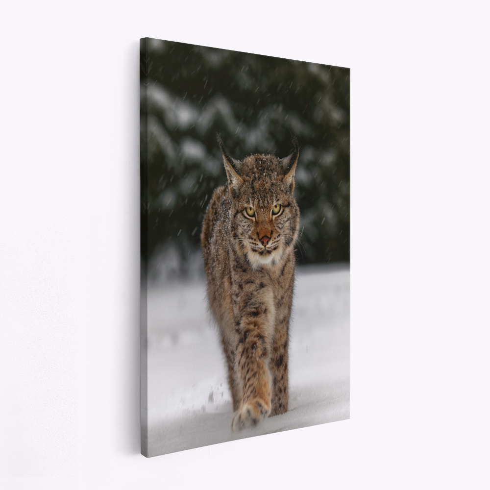Canvas print - Meet the lynx