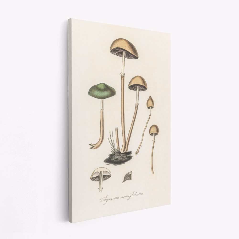 Canvas print - Agaricus Semiglobatus