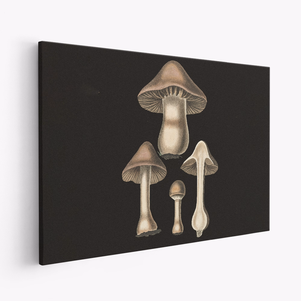 Canvas print - Agaricus Bulbosus Dark Background