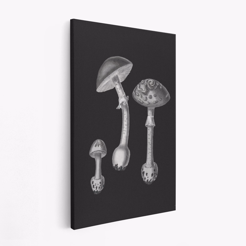 Canvas print - Amanita Muscaria Black Backgound BW