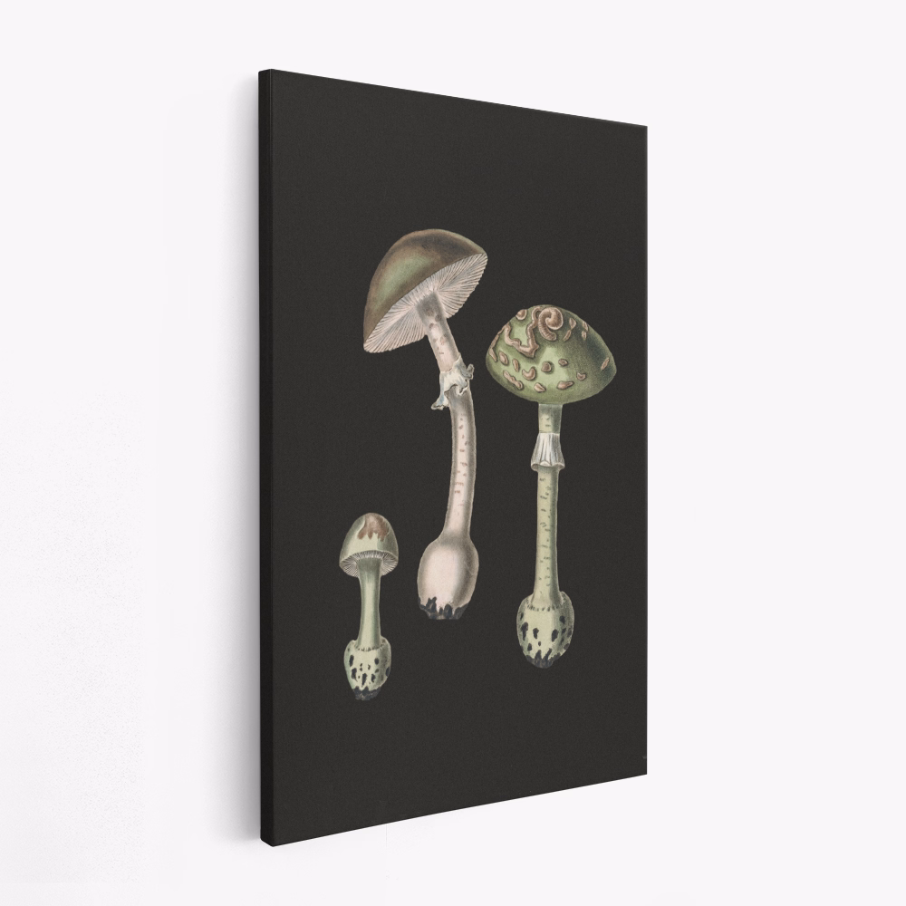 Canvas print - Amanita Muscaria Dark Background