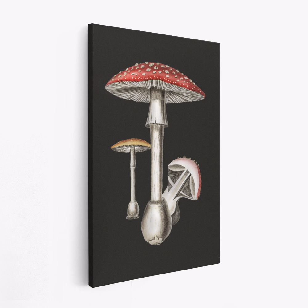 Canvas print - Amanita Muscaria Dark Background