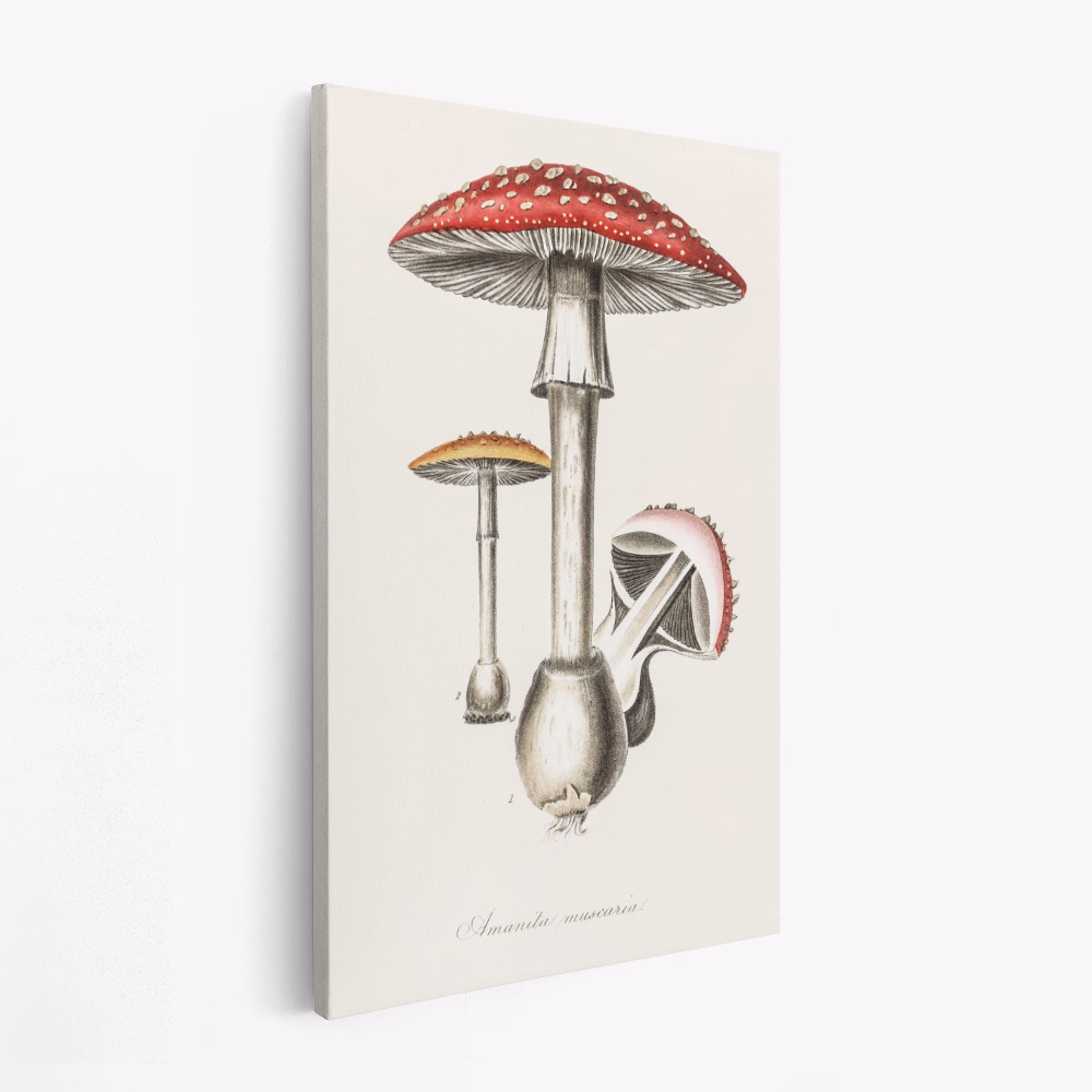 Canvas print - Amanita Muscaria Illustration. Medical Botany 1836